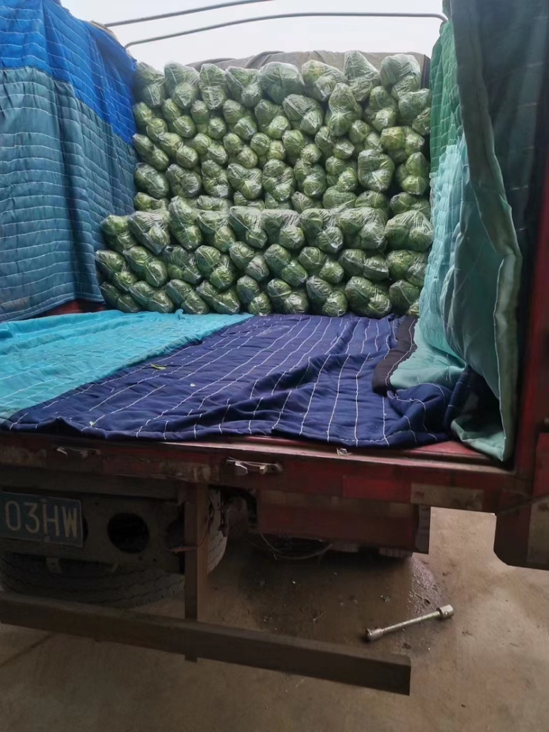 山东甘蓝大头菜圆包菜产地直发保证质欢迎电联