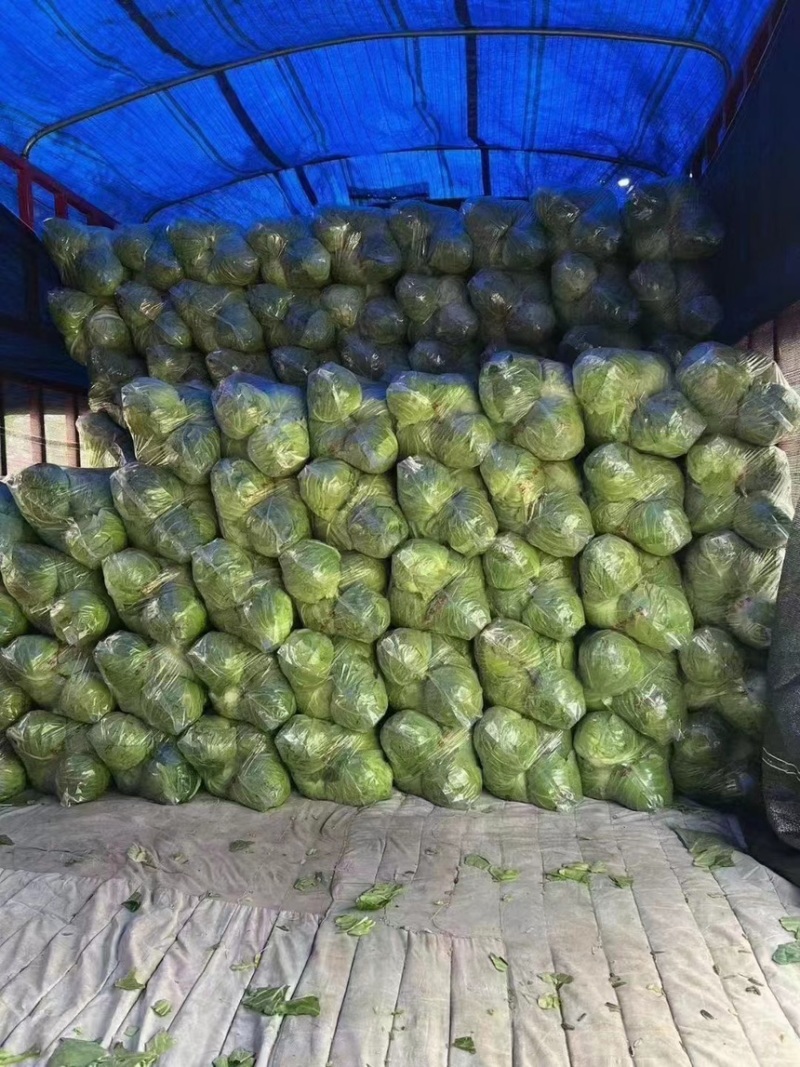山东甘蓝大头菜圆包菜产地直发保证质欢迎电联