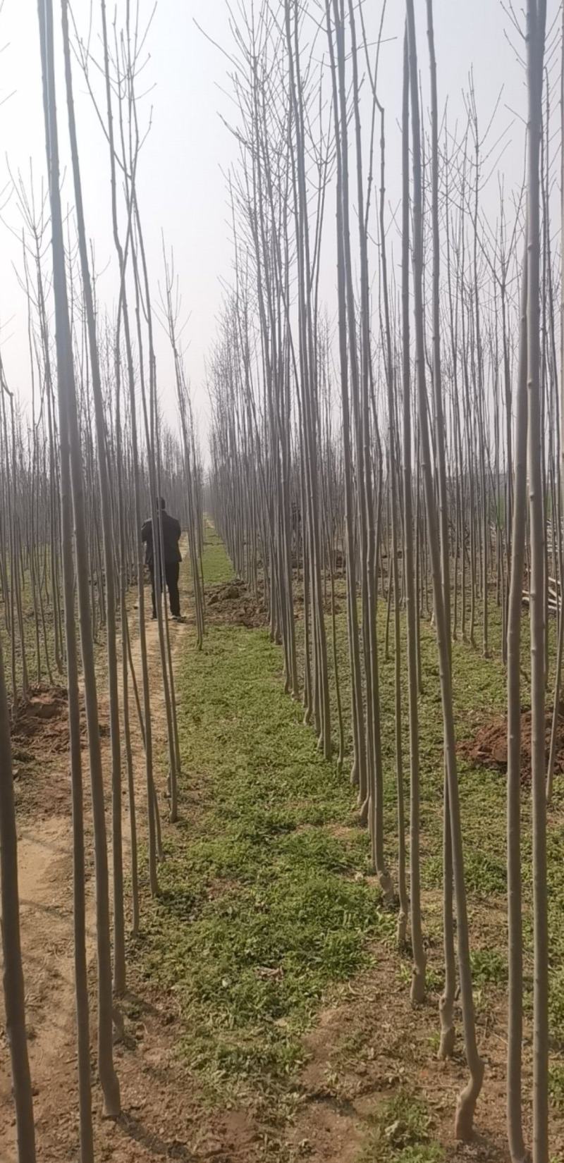 大量白蜡