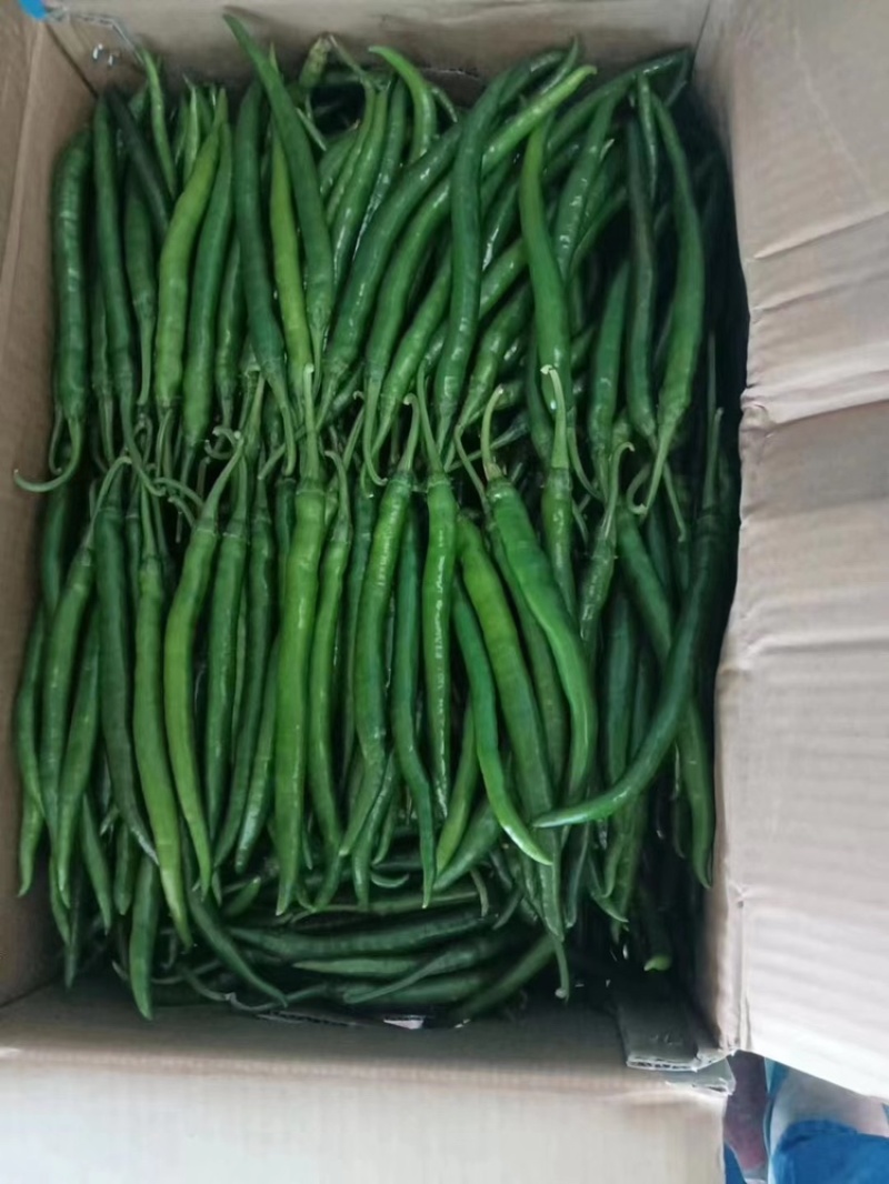 广西辣椒，各种线椒，螺丝椒，螺线椒，芜湖椒，等等