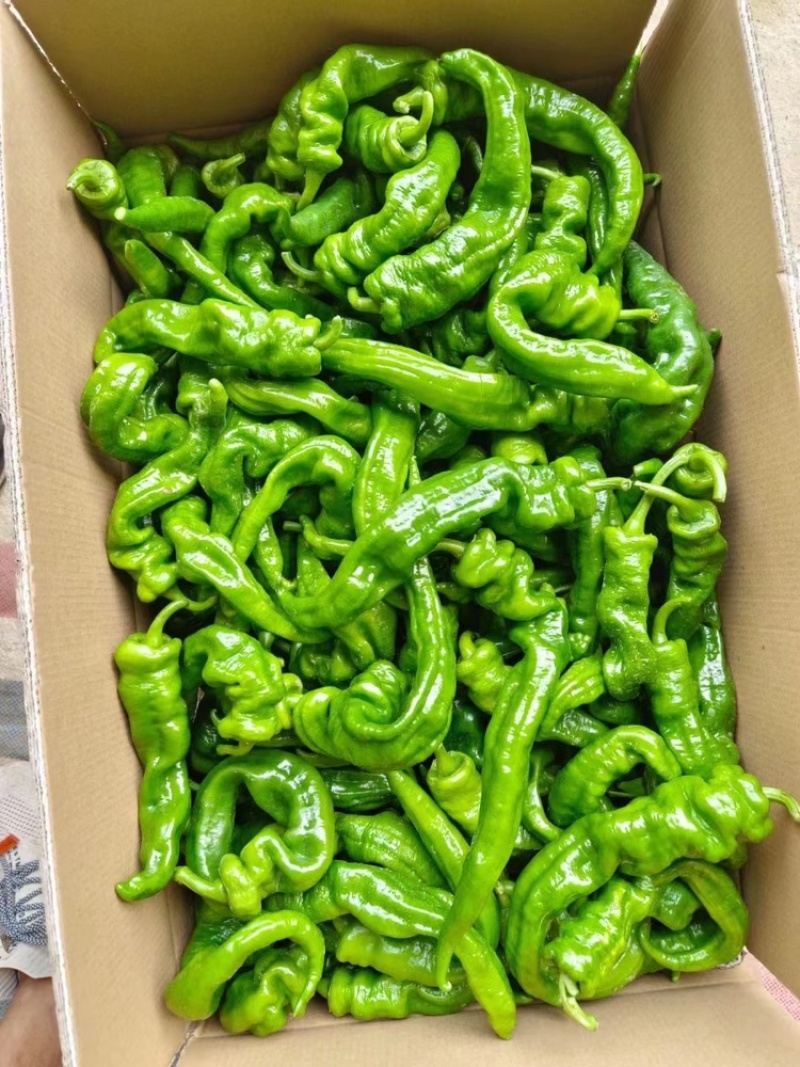 广西辣椒，各种线椒，螺丝椒，螺线椒，芜湖椒，等等
