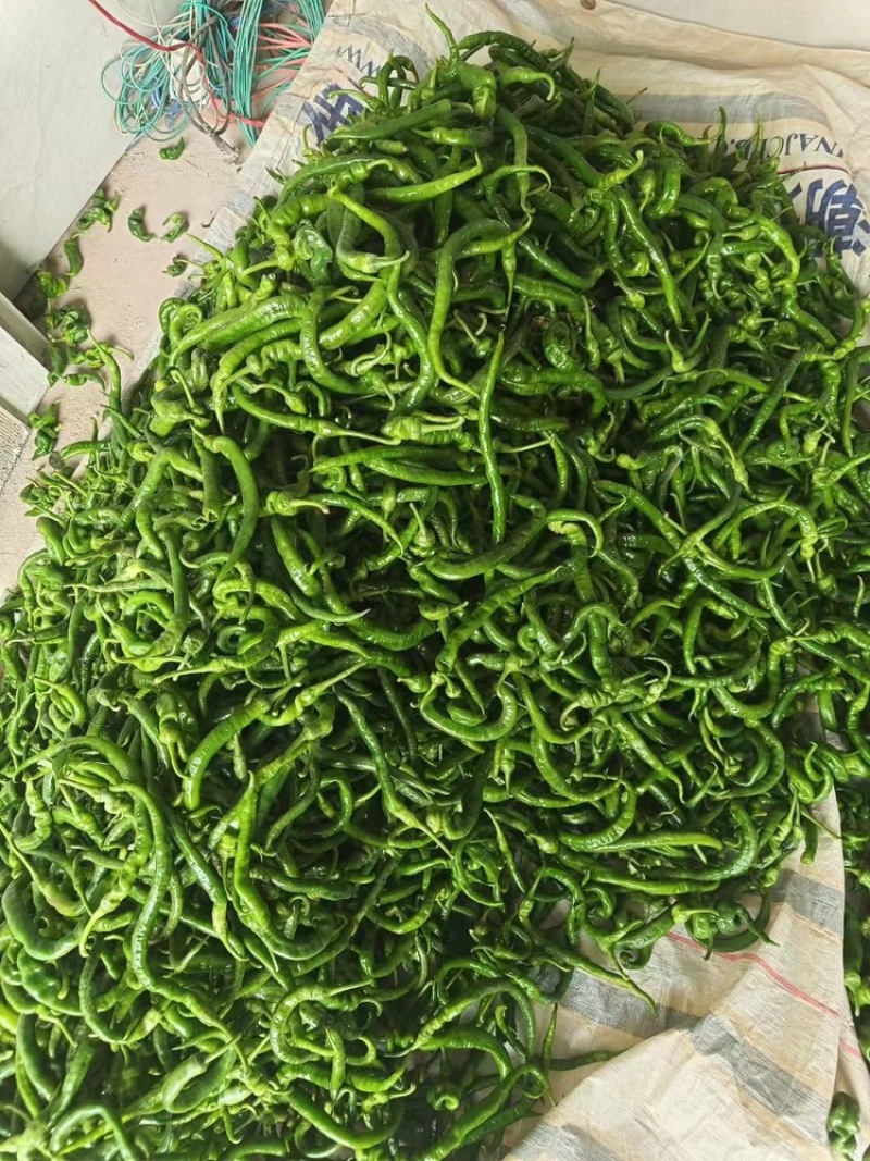 广西辣椒，各种线椒，螺丝椒，螺线椒，芜湖椒，等等