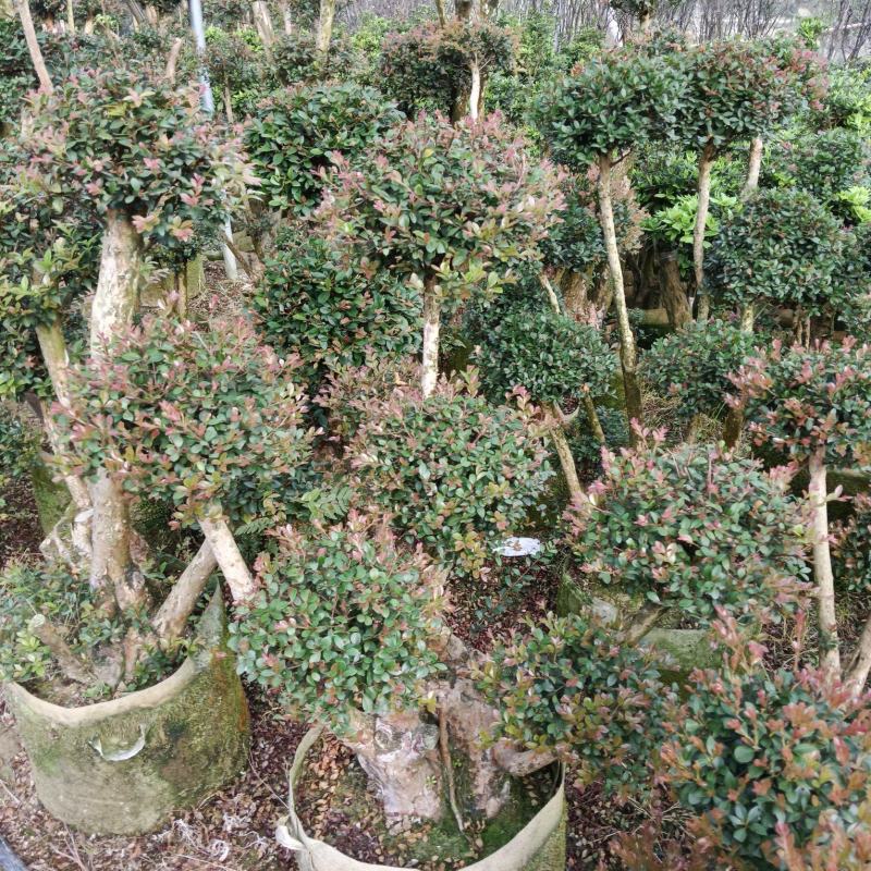 赤楠盆景货源充足大量现货室内室外都可养植欢迎选购