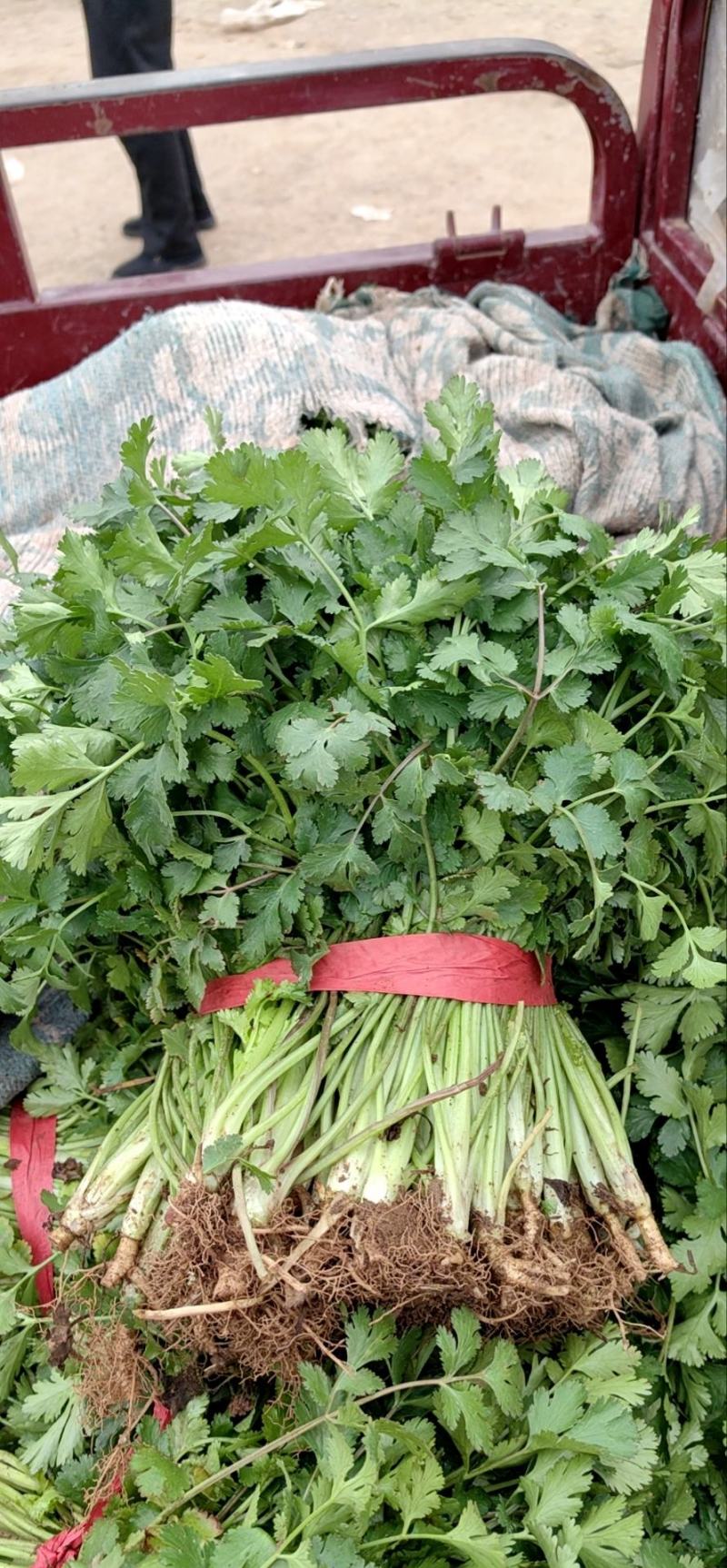 【优选】大叶优质香菜大量上市颜色鲜亮货源充足欢迎来电