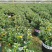 金鱼吊兰好养活室内绿植花卉植物货源充足大量现货