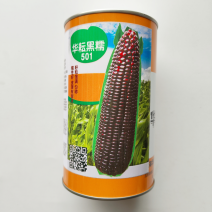 华芸501黑糯玉米种子品种，皮薄肉糯，品种种子