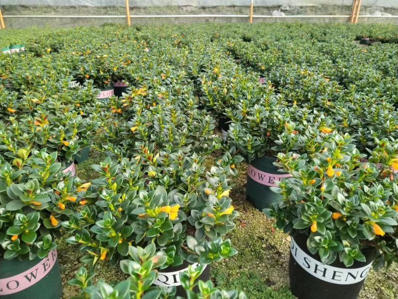 金鱼吊兰好养活室内绿植花卉植物货源充足大量现货
