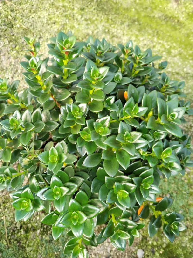 金鱼吊兰好养活室内绿植花卉植物货源充足大量现货