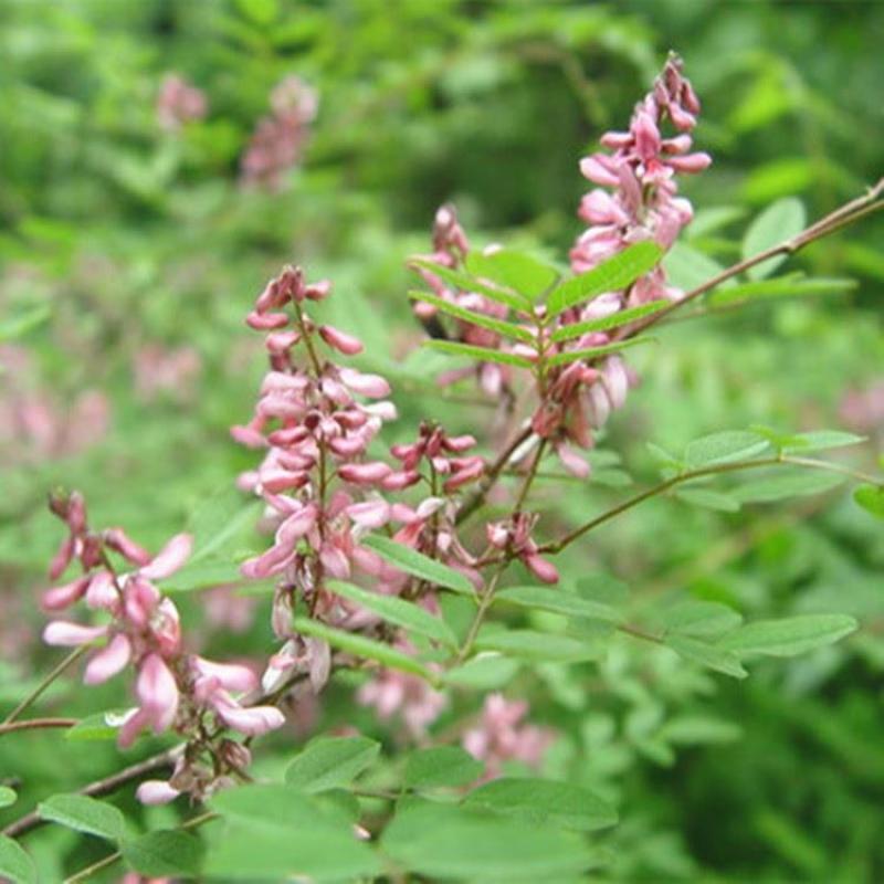 多花木兰种子，护坡固土专用草籽荒山复绿灌木丛树籽四季可播