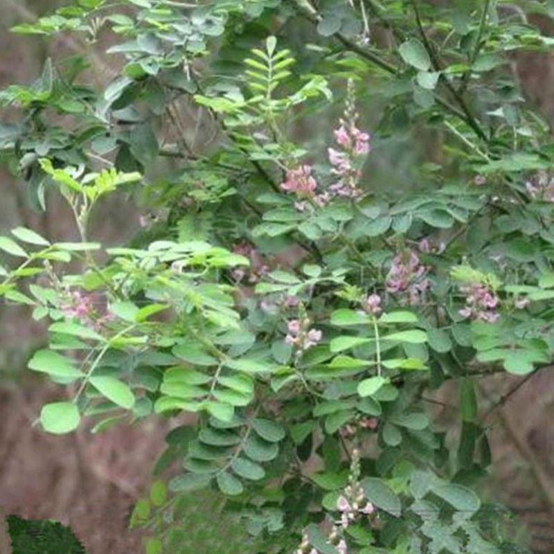 多花木兰种子，护坡固土专用草籽荒山复绿灌木丛树籽四季可播