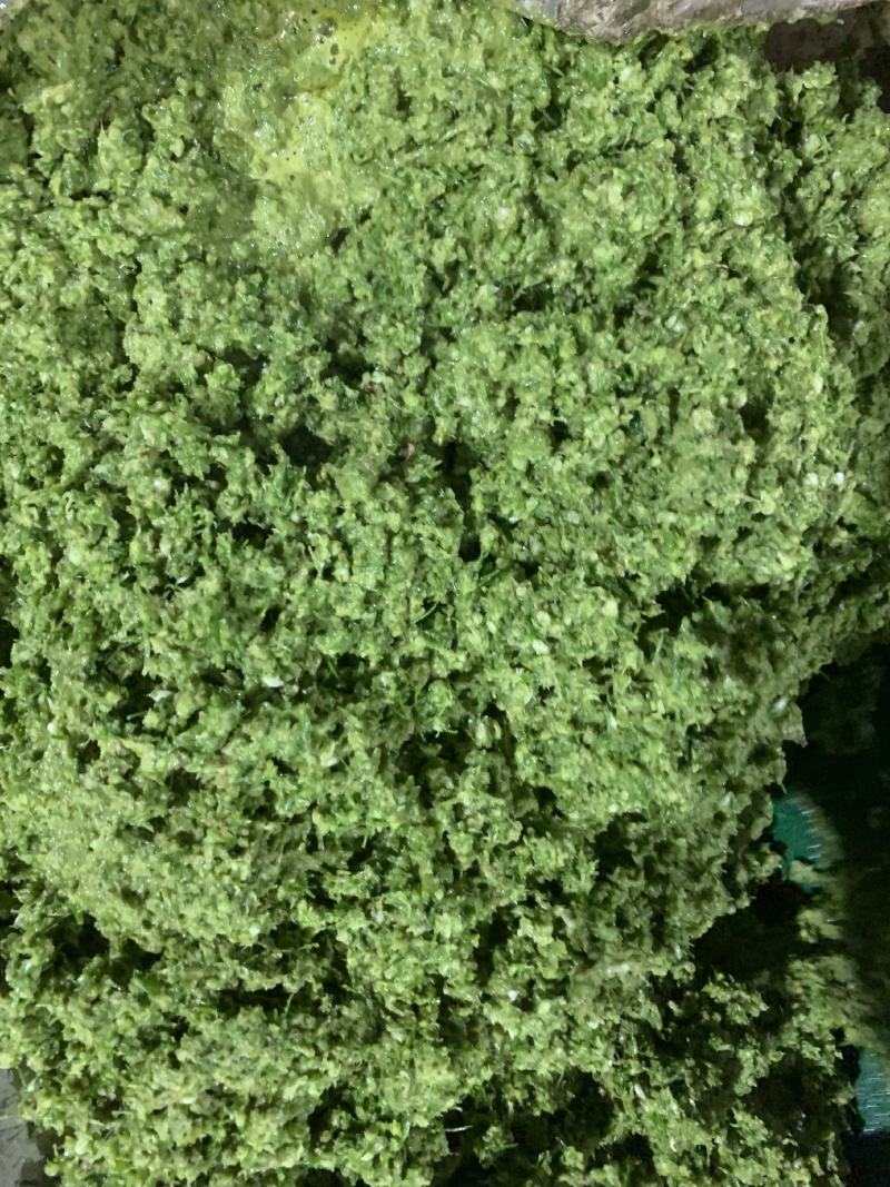 吉林长春朝阳区，冷库自做韭菜花酱，原产地大量有货