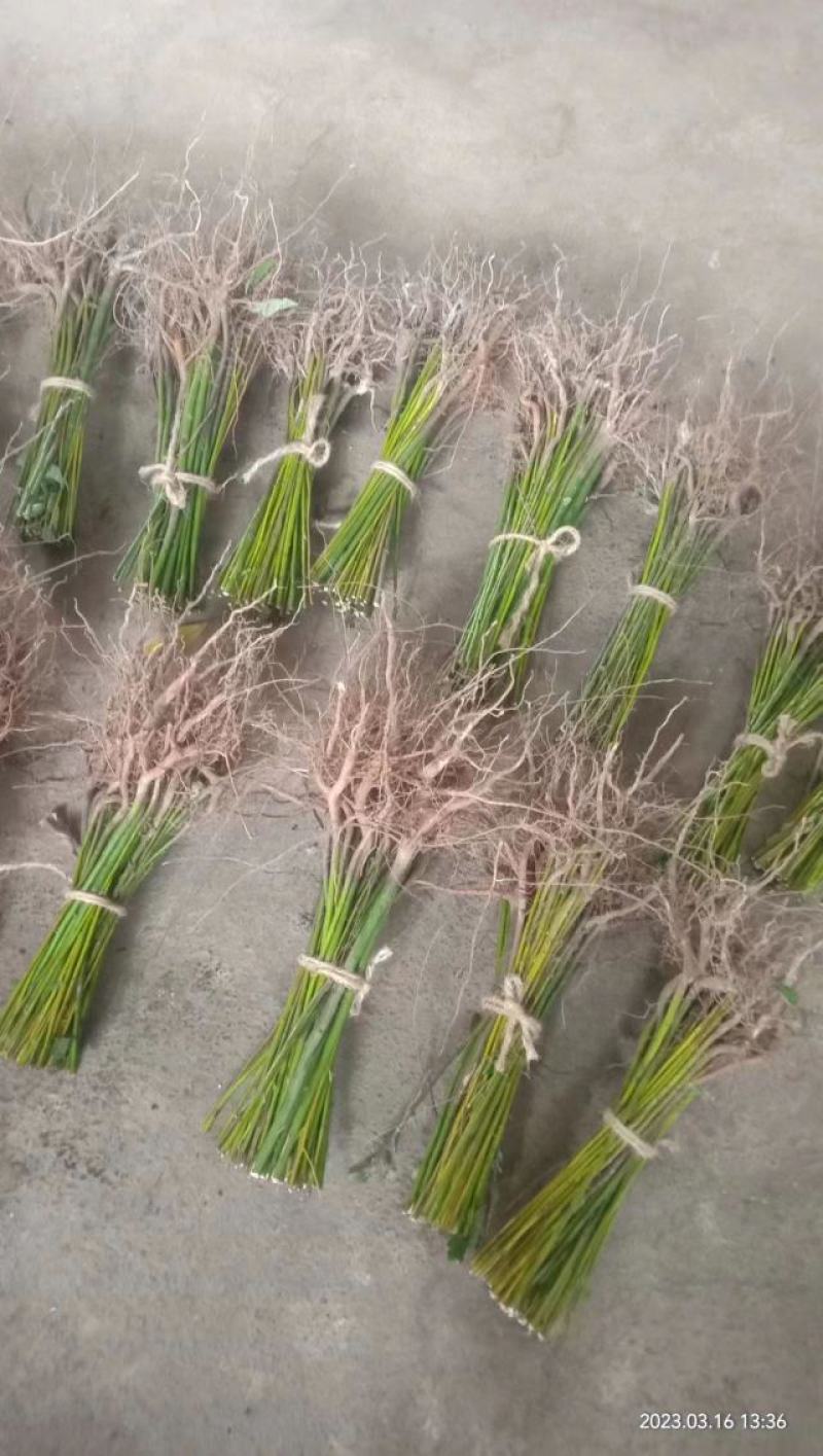 山苍子苗小苗