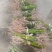 山苍子苗小苗