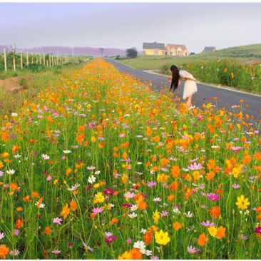 硫化菊种子黄波斯菊花种子黄秋英花籽硫华菊种子四季易种