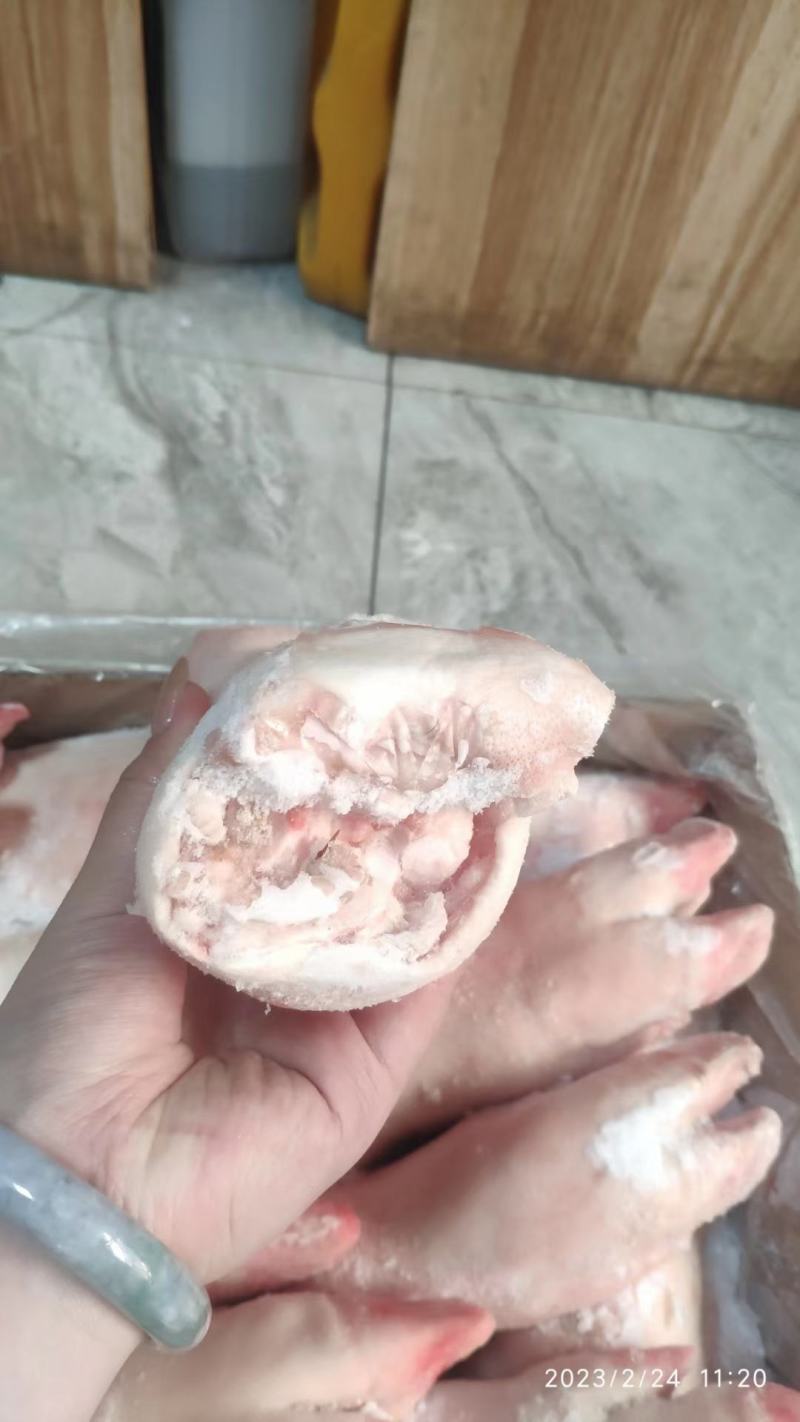 母猪蹄