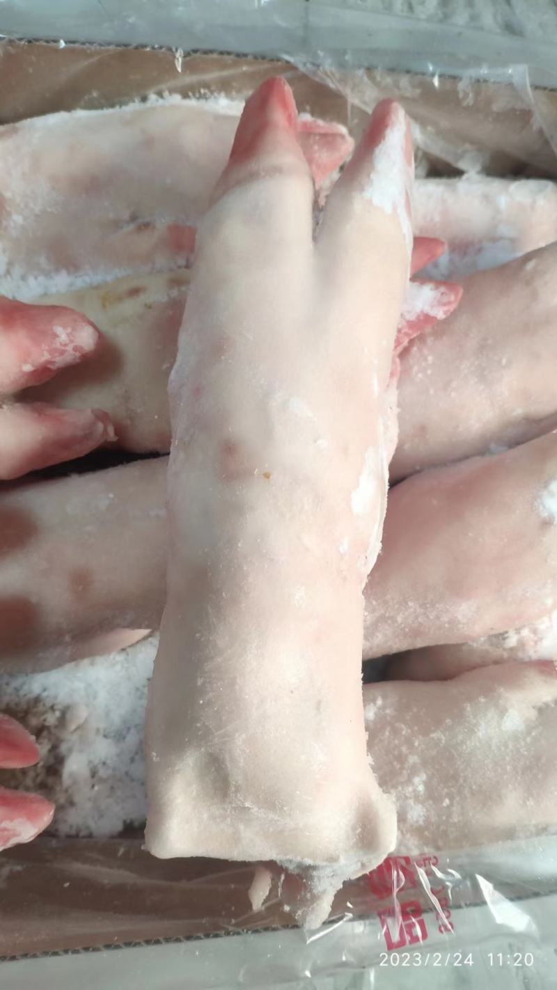 母猪蹄