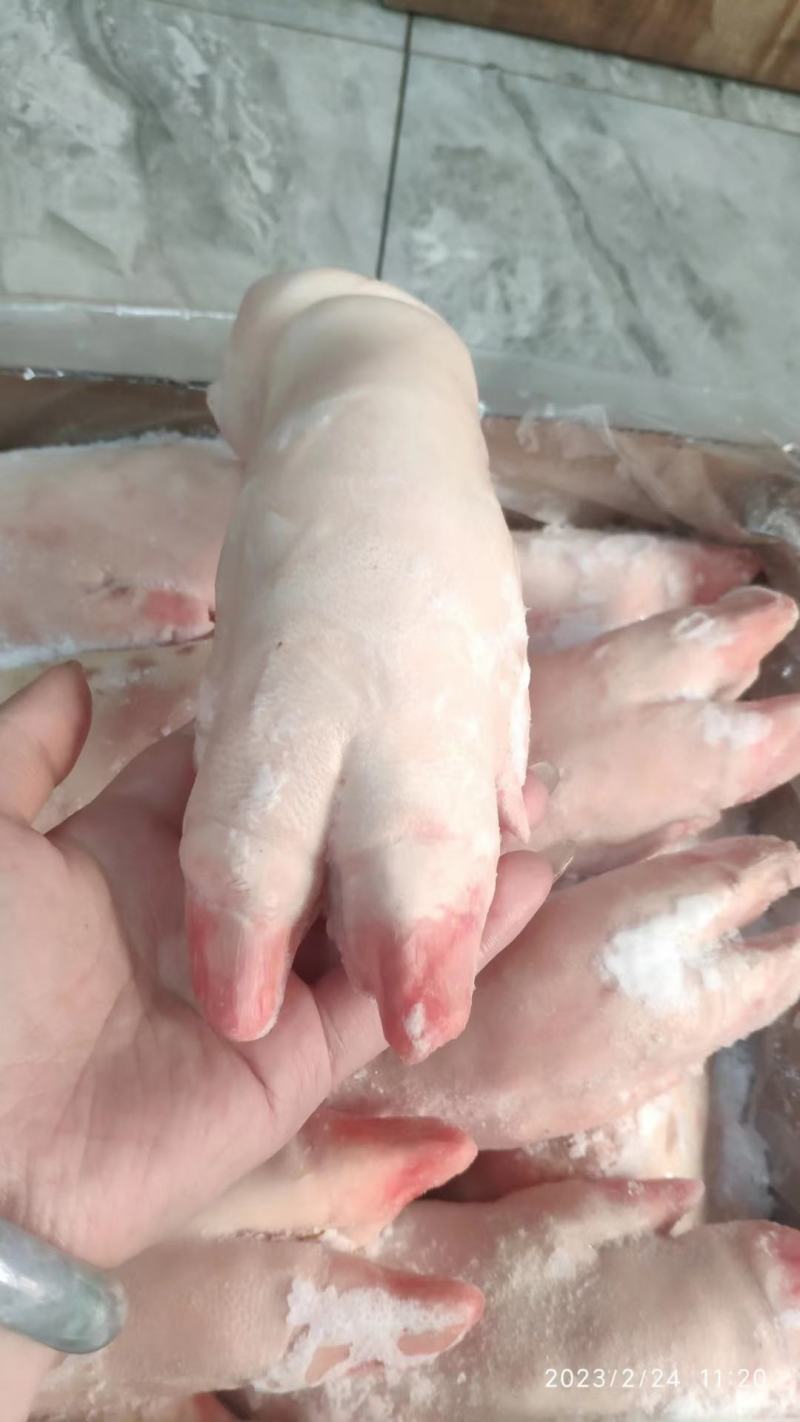 母猪蹄