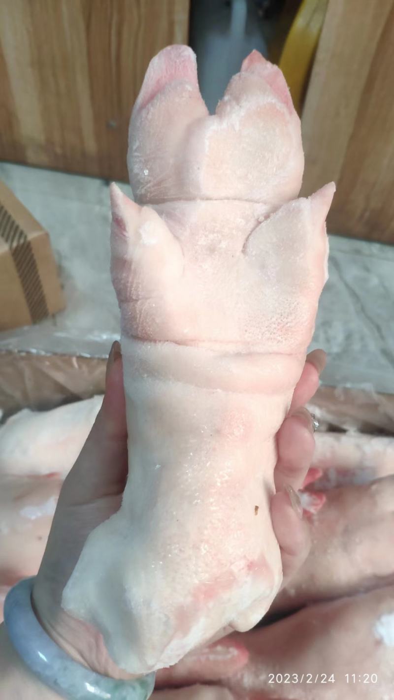 母猪蹄