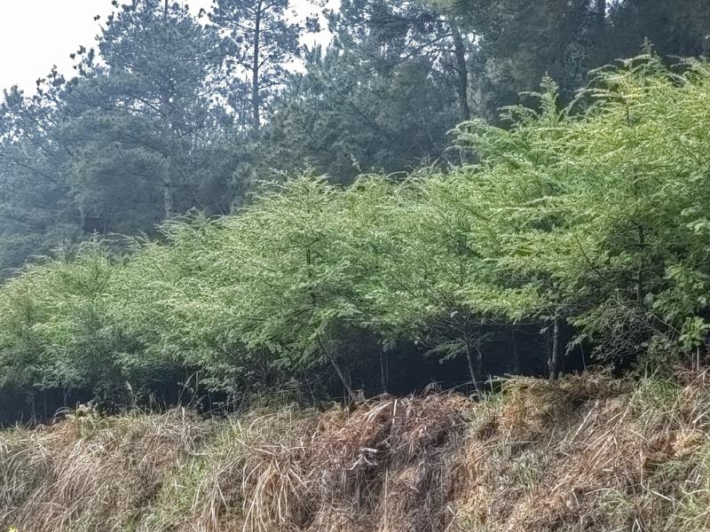 红豆杉