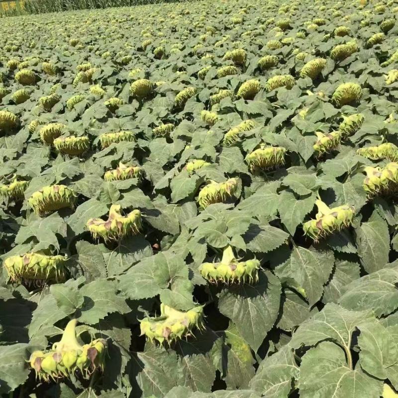 法国矮大头油葵种子榨油向日葵种子也可用作观赏株高85厘米