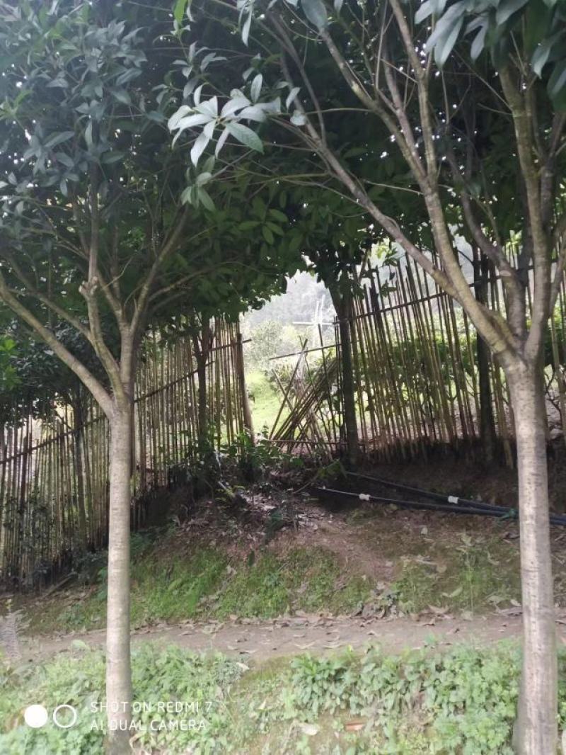 自家优质桂花树苗，桂花树需要的老板赶紧联系，便宜处理。
