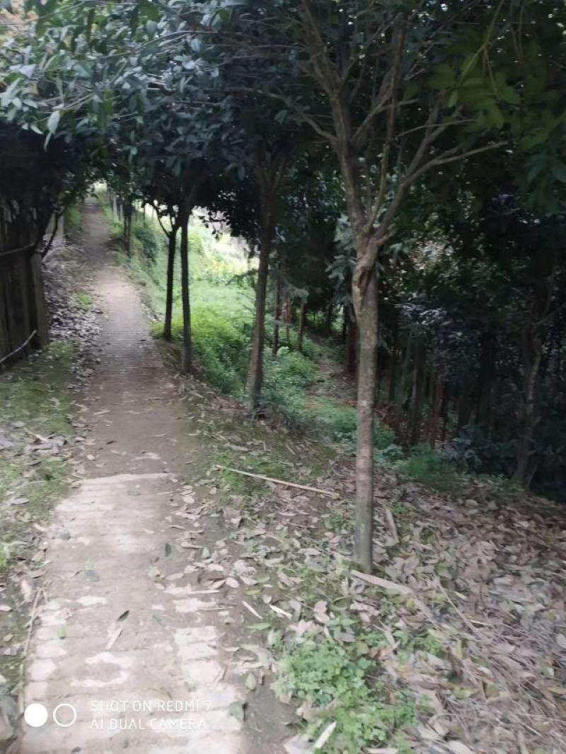 自家优质桂花树苗，桂花树需要的老板赶紧联系，便宜处理。
