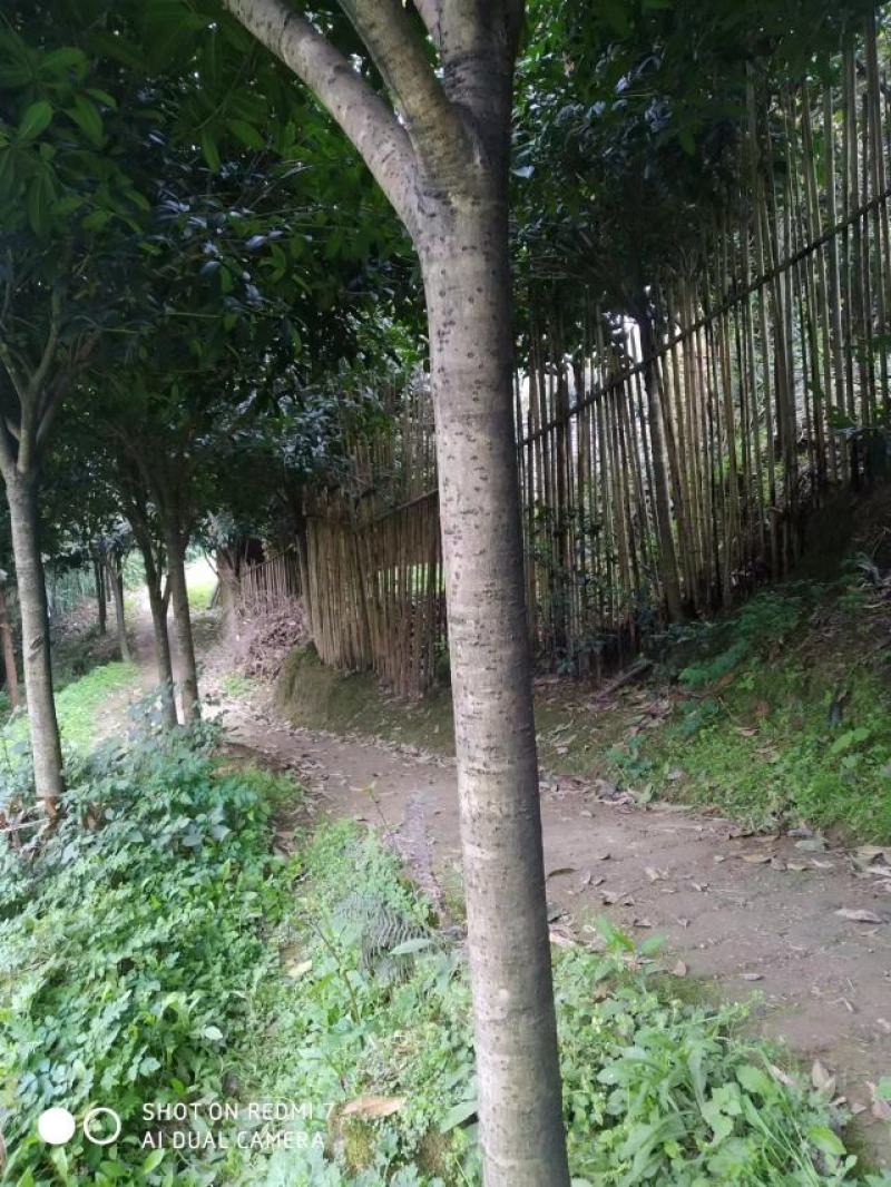 自家优质桂花树苗，桂花树需要的老板赶紧联系，便宜处理。