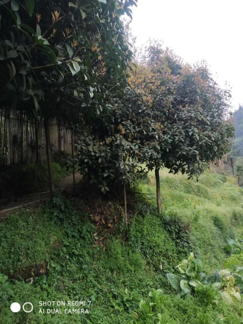 自家优质桂花树苗，桂花树需要的老板赶紧联系，便宜处理。