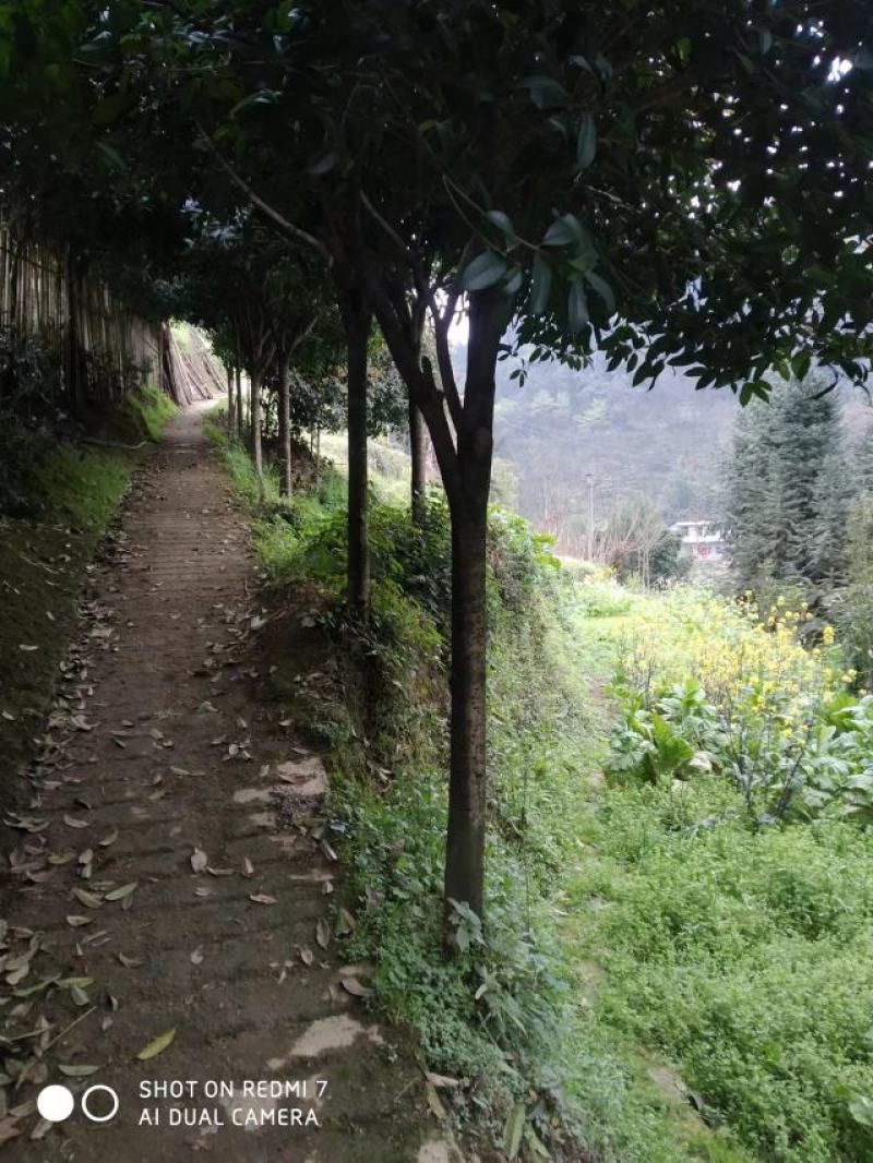 自家优质桂花树苗，桂花树需要的老板赶紧联系，便宜处理。