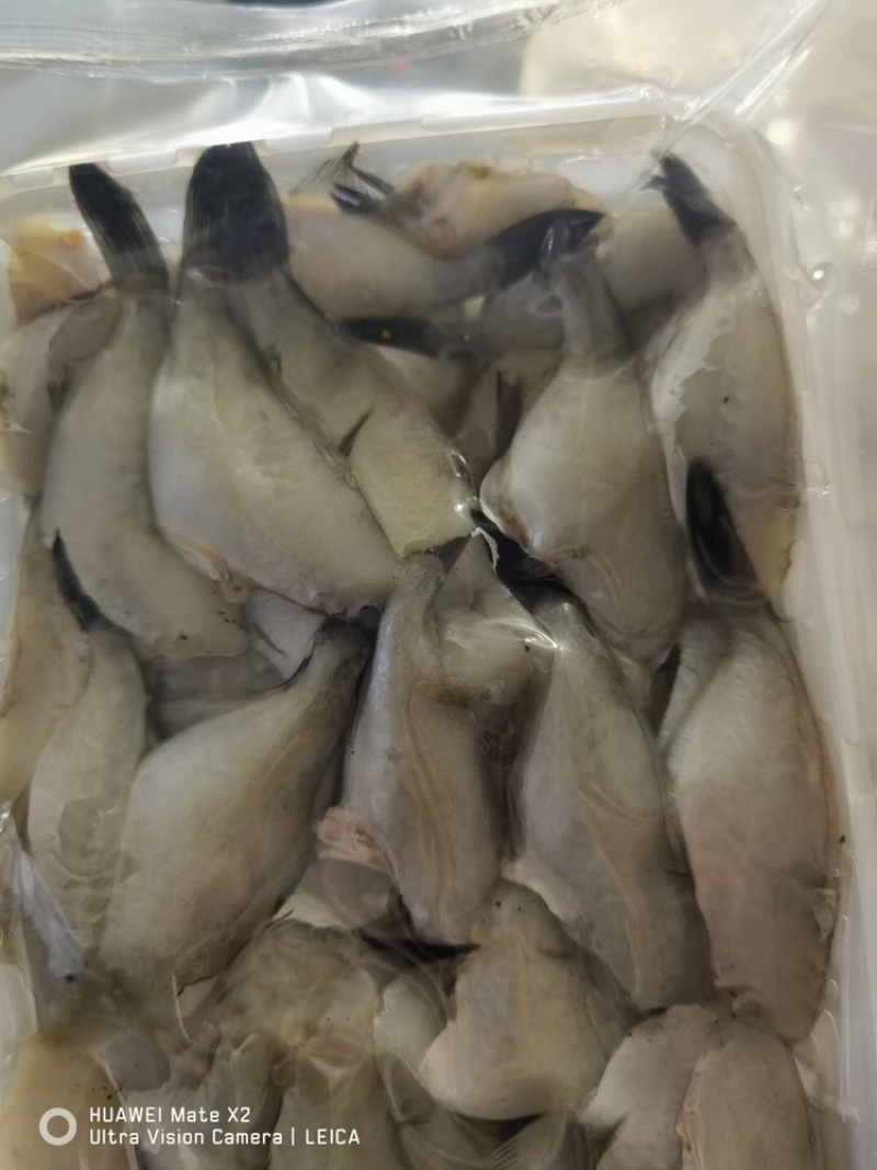扒皮鱼马面鱼