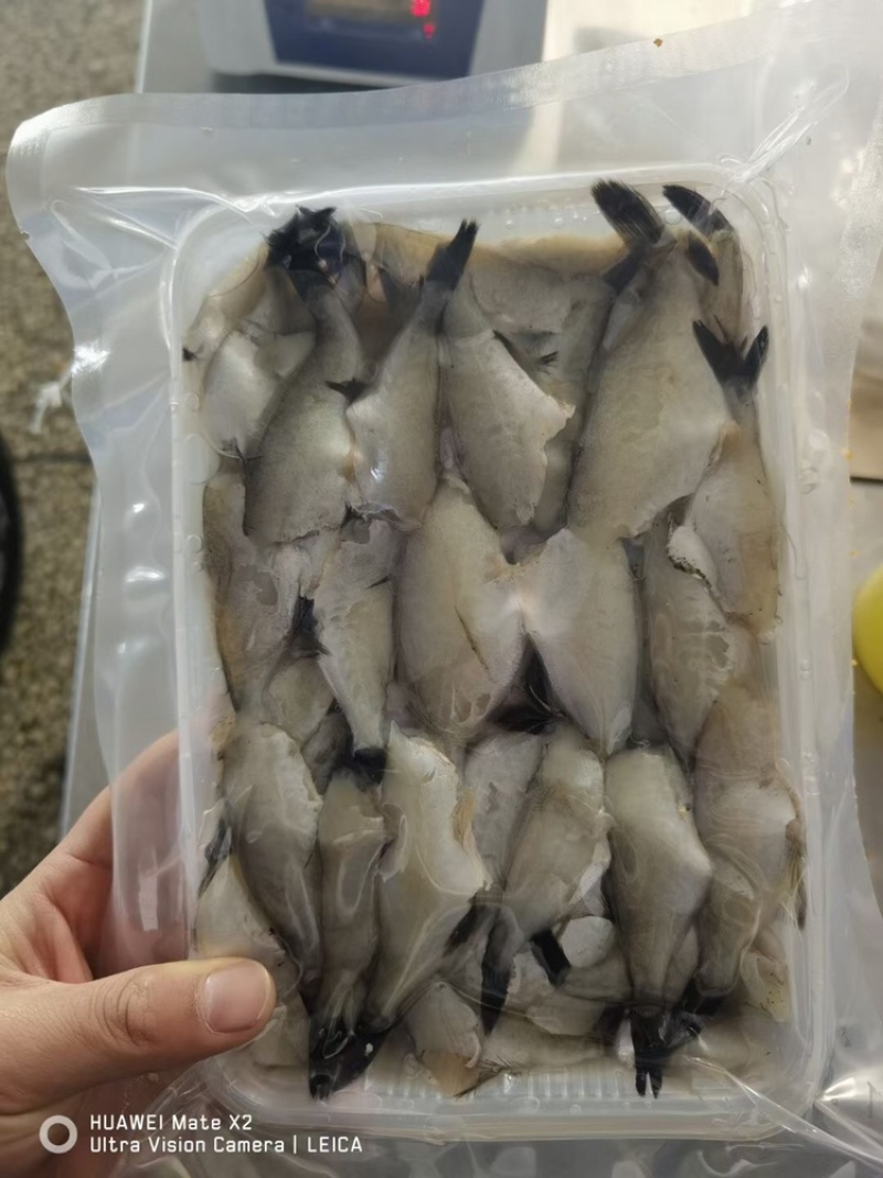 扒皮鱼马面鱼