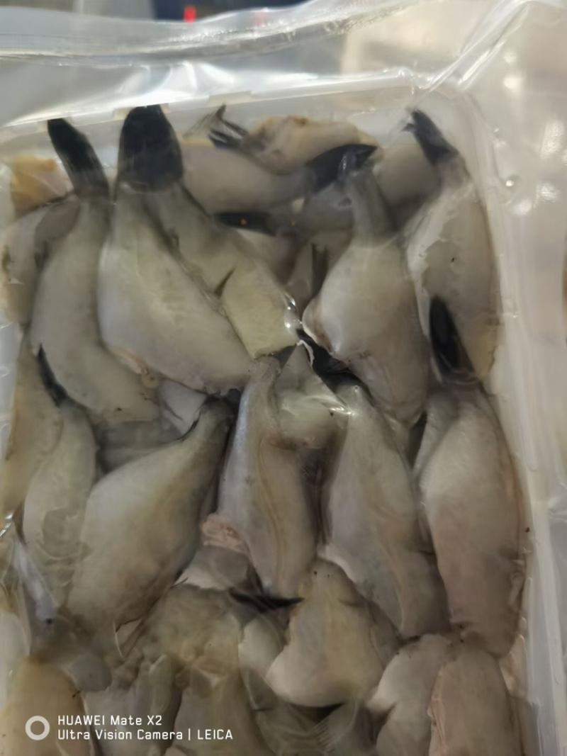 扒皮鱼马面鱼