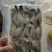 扒皮鱼马面鱼