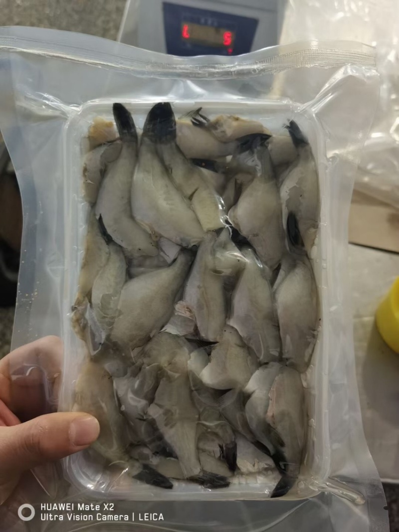 扒皮鱼马面鱼