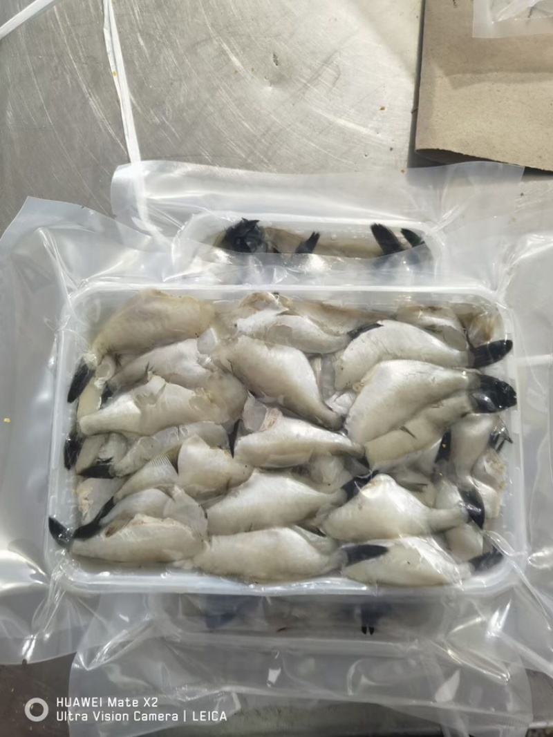 扒皮鱼马面鱼