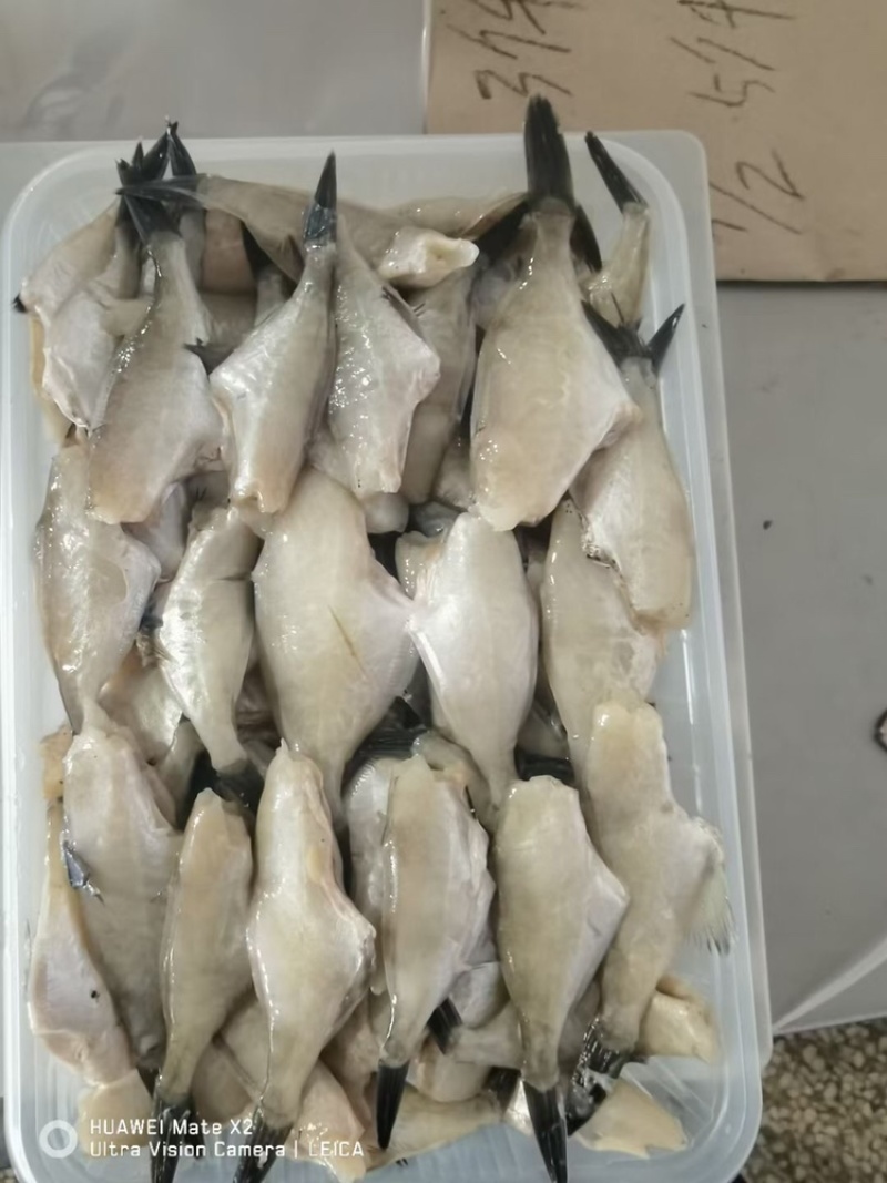 扒皮鱼马面鱼