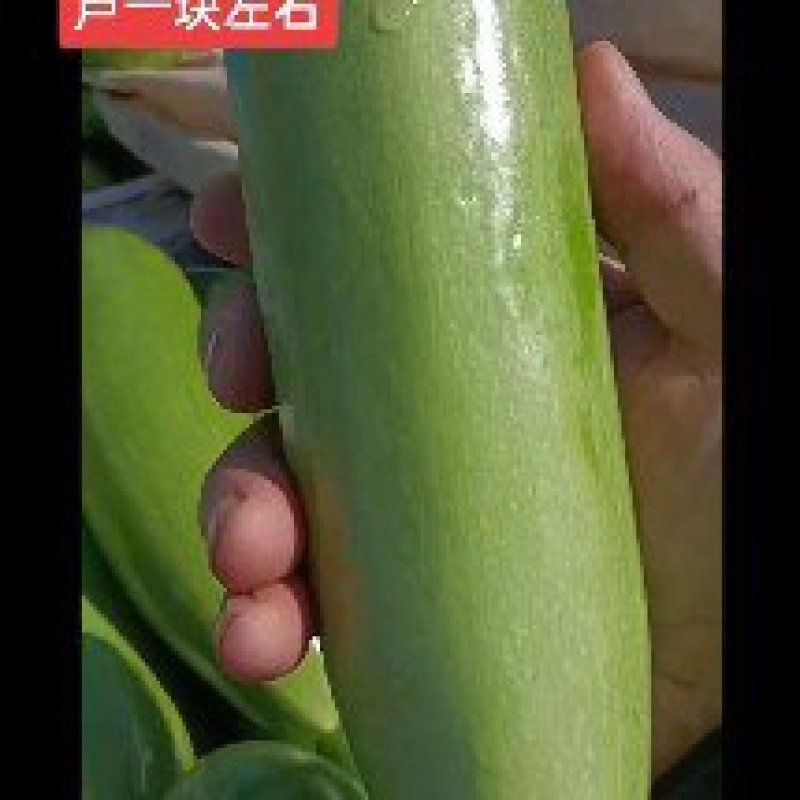 绿皮西葫芦油绿西葫芦