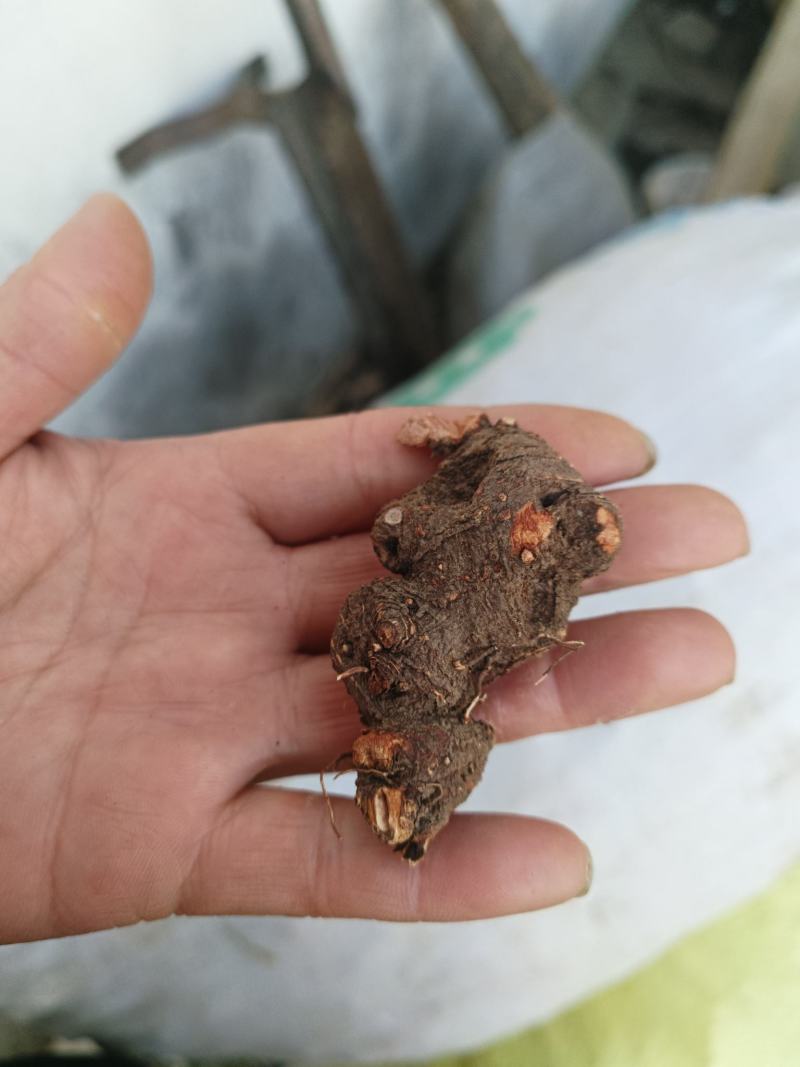 金荞麦一一一野生无硫批发干货产地直发一手货源