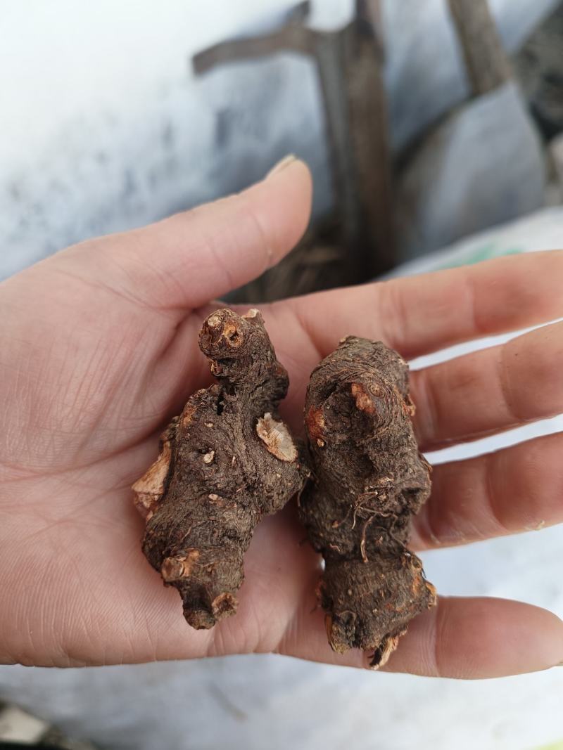 金荞麦一一一野生无硫批发干货产地直发一手货源