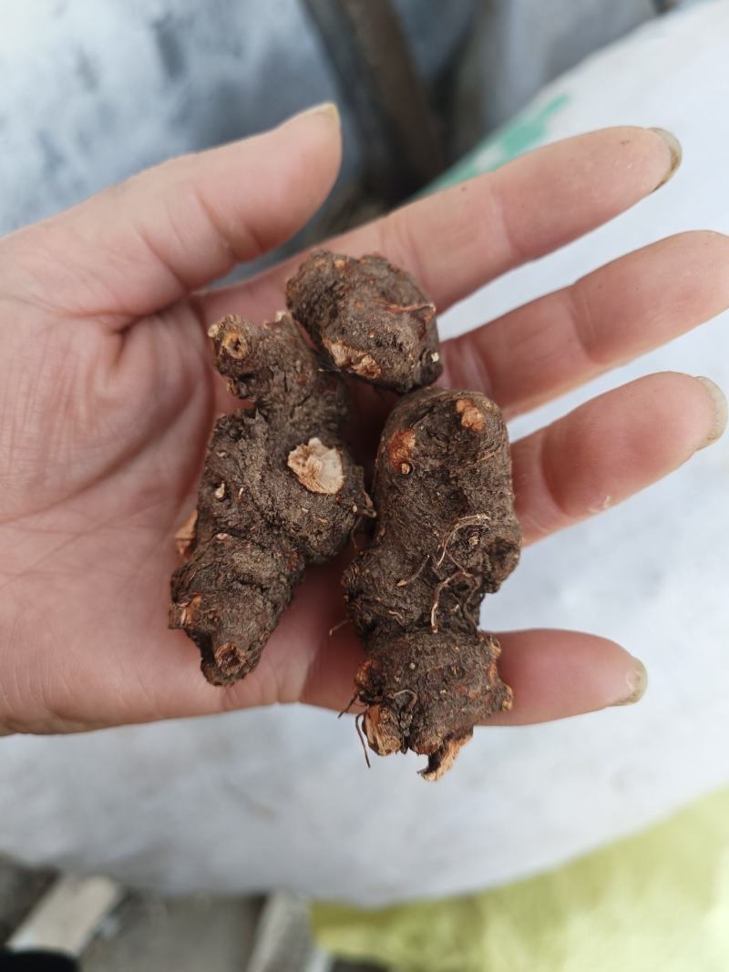 金荞麦一一一野生无硫批发干货产地直发一手货源