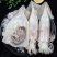 海捕大鱿鱼去皮去内脏去骨头去眼睛净重鱼肉代发