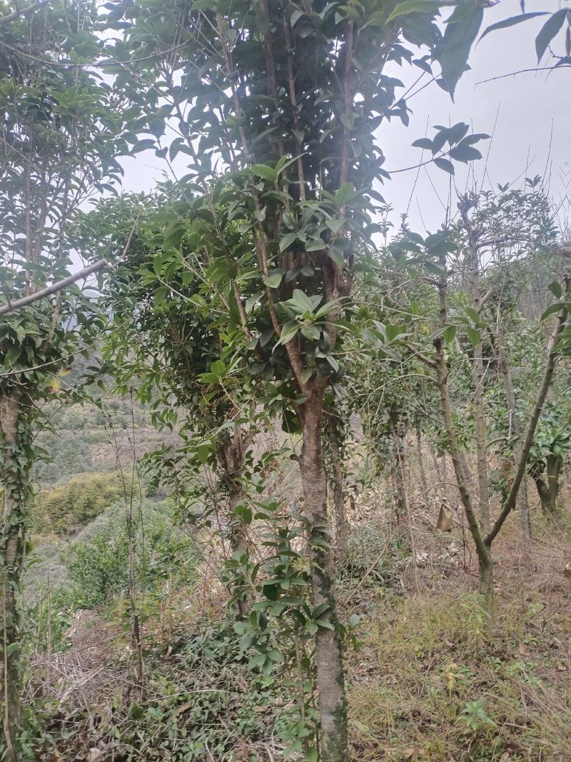 桂花树