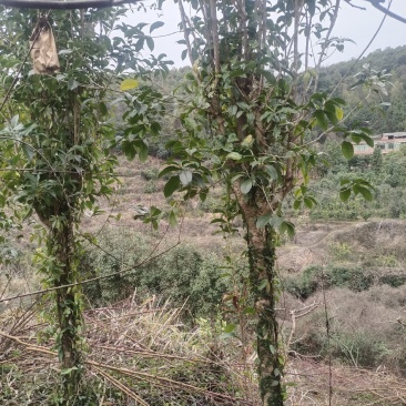 桂花树