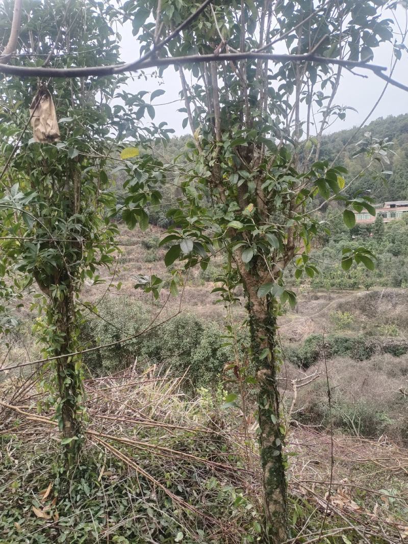 桂花树