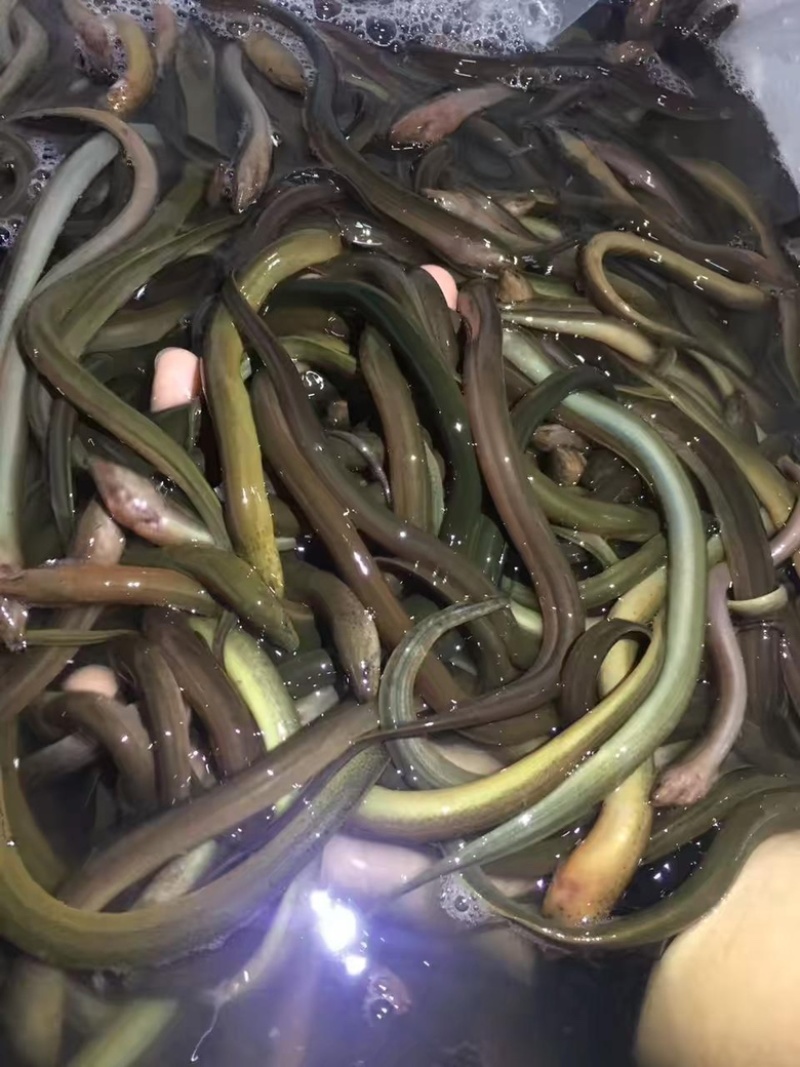 黄鳝苗
