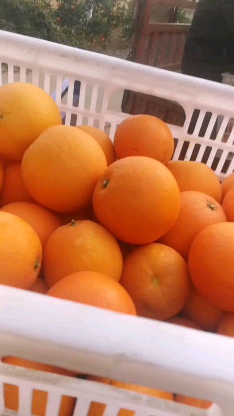 秭归伦晚脐橙大量上市，一伦晚化渣率高，果园看货订货，质量