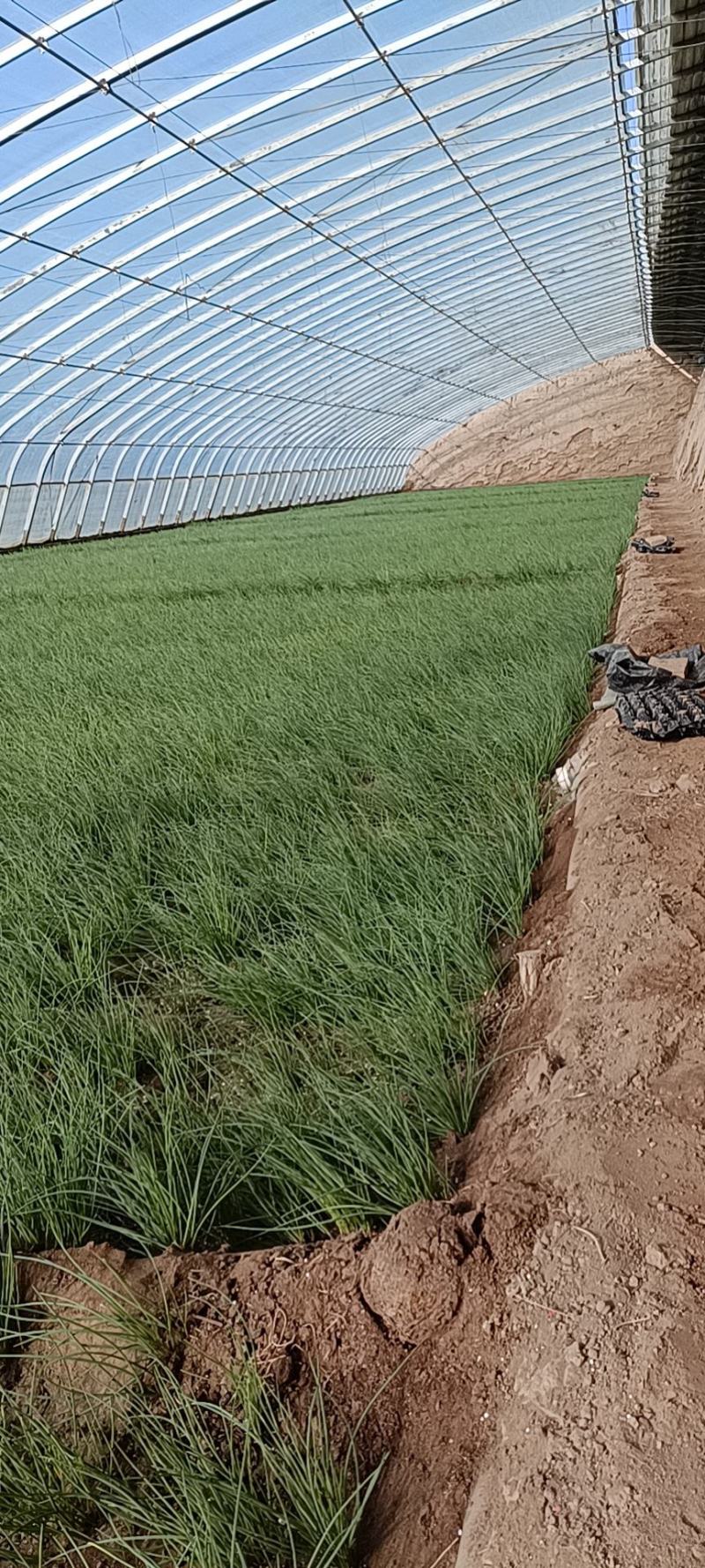 民勤特产沙葱，本人专业种植沙葱，可视频看货，诚意推荐