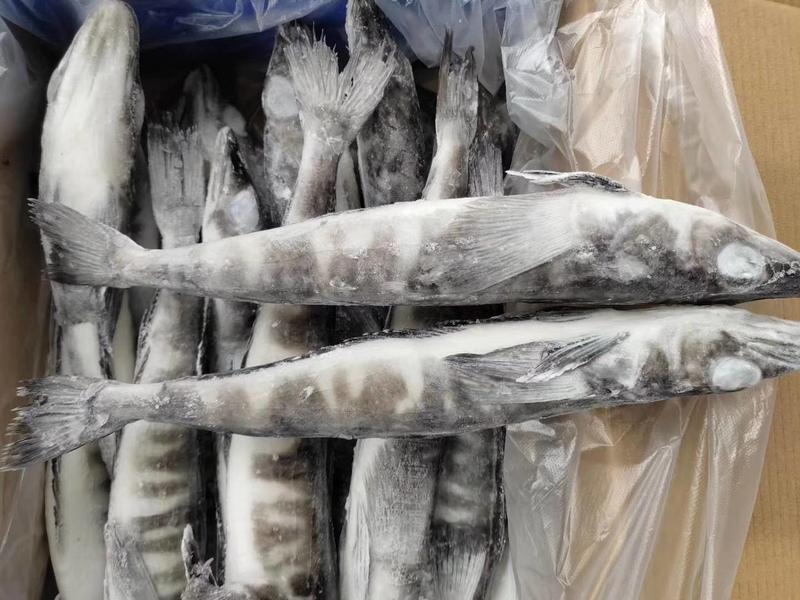 【推荐】南极冰鱼，一手货源，全年有货，大量供应