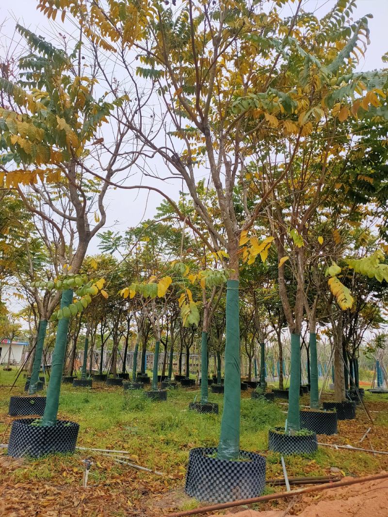 麻楝14-16公分诚信经营保质保量