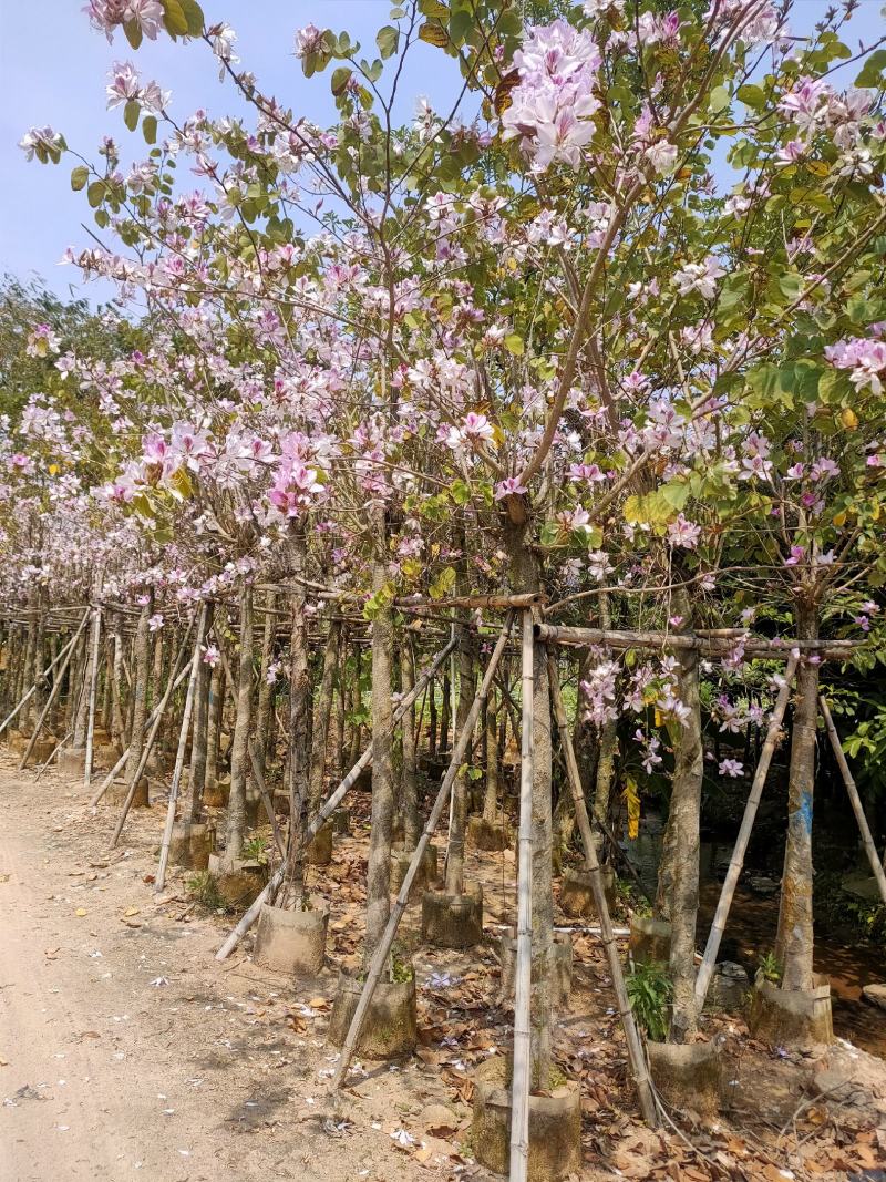 宫粉紫荆8-10公分诚信经营保质保量